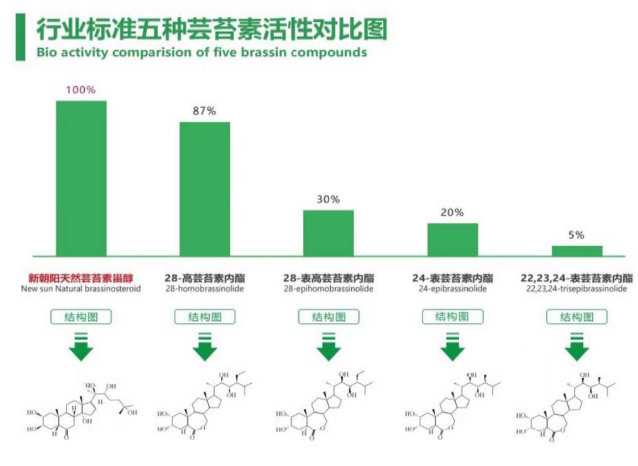 小麥拌種選新朝陽(yáng)天然蕓苔素，讓小麥高產(chǎn)贏在起跑線上?。ㄐ←溤谑裁磿r(shí)候用蕓苔素效果最佳）