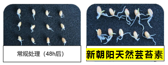 小麥拌種選新朝陽(yáng)天然蕓苔素，讓小麥高產(chǎn)贏在起跑線上?。ㄐ←溤谑裁磿r(shí)候用蕓苔素效果最佳）