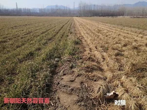 小麥拌種選新朝陽(yáng)天然蕓苔素，讓小麥高產(chǎn)贏在起跑線上?。ㄐ←溤谑裁磿r(shí)候用蕓苔素效果最佳）