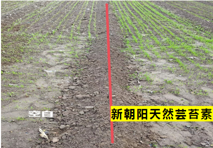 小麥拌種選新朝陽(yáng)天然蕓苔素，讓小麥高產(chǎn)贏在起跑線上?。ㄐ←溤谑裁磿r(shí)候用蕓苔素效果最佳）